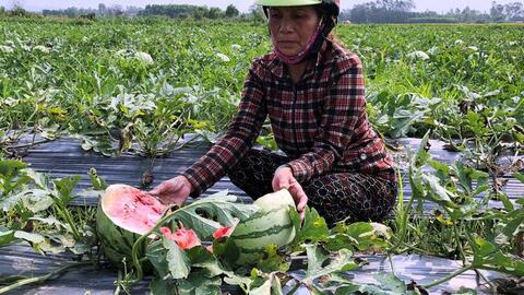 Gỡ thế bí cho nông sản Việt Nam