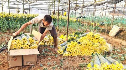 Hoa cúc Đà Lạt tăng giá, người trồng trúng đậm