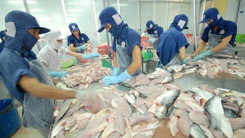 Cẩn trọng khi cá tra sốt giá