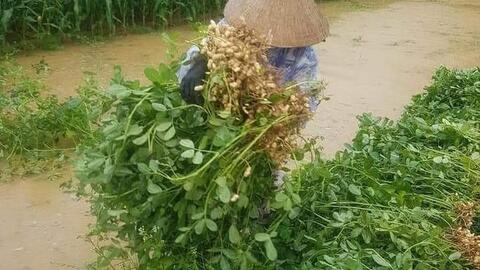 Cận cảnh người miền Trung bị thiệt hại nặng do mưa lũ dị thường