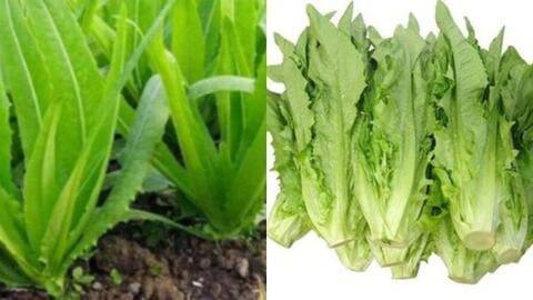 Thêm một loại rau mùa đông giàu canxi, ăn thường xuyên sẽ đẩy lùi bệnh xương khớp, kéo dài tuổi thọ!