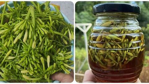Dùng hoa đu đủ đực ngâm mật ong để chữa bệnh, nếu có dấu hiệu này cần dừng ngay!