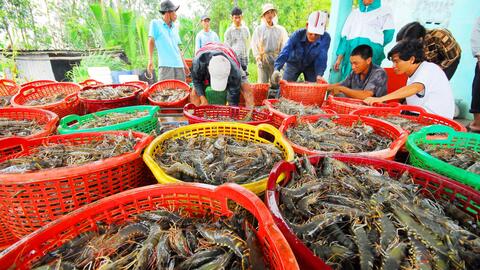 Xuất khẩu thủy sản tăng trưởng ấn tượng: Tôm tiếp tục là điểm sáng lớn nhất