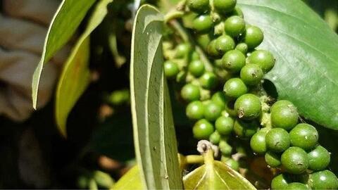 <a href="/tin-kinh-te" title="Tin kinh tế" rel="dofollow">Tin kinh tế</a>