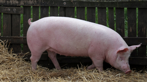 <a href="/tin-kinh-te" title="Tin kinh tế" rel="dofollow">Tin kinh tế</a>