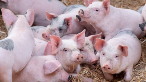 <a href="/tin-kinh-te" title="Tin kinh tế" rel="dofollow">Tin kinh tế</a>