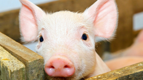 <a href="/tin-kinh-te" title="Tin kinh tế" rel="dofollow">Tin kinh tế</a>