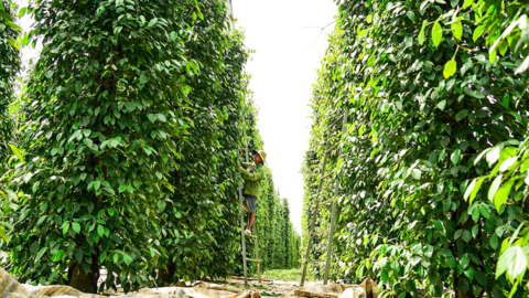 <a href="/tin-kinh-te" title="Tin kinh tế" rel="dofollow">Tin kinh tế</a>