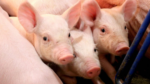 <a href="/tin-kinh-te" title="Tin kinh tế" rel="dofollow">Tin kinh tế</a>