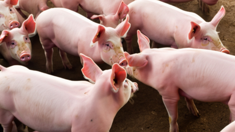 <a href="/tin-kinh-te" title="Tin kinh tế" rel="dofollow">Tin kinh tế</a>