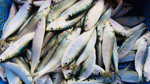 Người lao động nặng nên ăn cá gì để nhanh phục hồi cơ bắp?