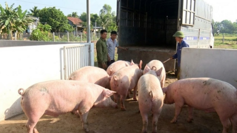 <a href="/tin-kinh-te" title="Tin kinh tế" rel="dofollow">Tin kinh tế</a>