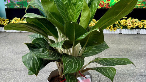 Gieo 'mầm xanh' cho trường lớp từ những điều gần gũi