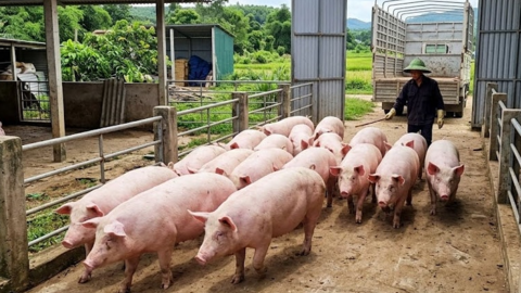 <a href="/tin-kinh-te" title="Tin kinh tế" rel="dofollow">Tin kinh tế</a>