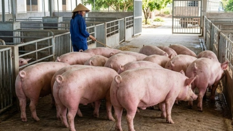 <a href="/tin-kinh-te" title="Tin kinh tế" rel="dofollow">Tin kinh tế</a>