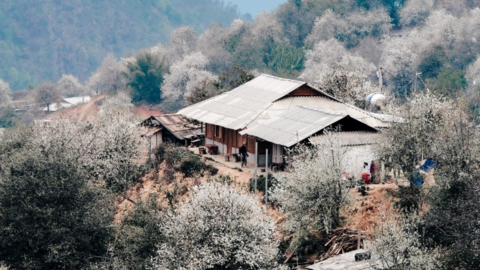 Mơ màng mùa hoa sơn tra ở bản H’Mông cao nhất Việt Nam