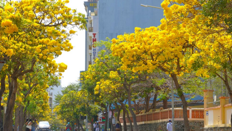 Mùa hoa phong linh vàng rực rỡ ở phố biển Vũng Tàu