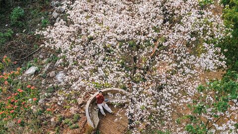 Mùa hoa ban phủ trắng núi rừng Mộc Châu