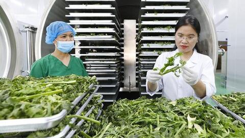 Xuất khẩu nông sản Hà Nội: Mở đường từ giá trị, định vị bằng chất lượng