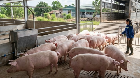 <a href="/tin-kinh-te" title="Tin kinh tế" rel="dofollow">Tin kinh tế</a>