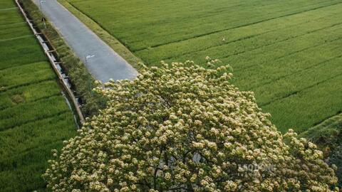 Cây hoa bún tựa mâm xôi khổng lồ giữa đồng lúa ở Hưng Yên