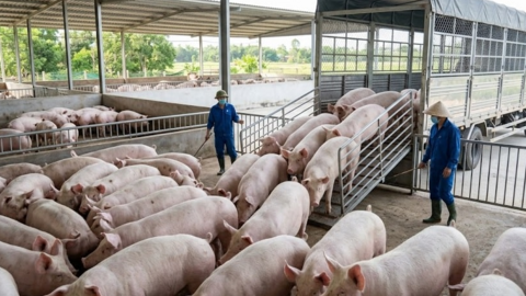 <a href="/tin-kinh-te" title="Tin kinh tế" rel="dofollow">Tin kinh tế</a>