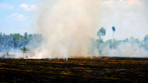 Đốt đồng sau thu hoạch và hệ lụy từ những đốm đỏ chằng chịt trên bản đồ vệ tinh