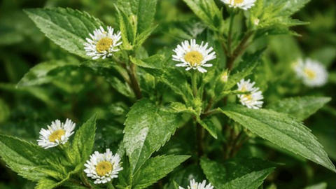 Thải độc gan bằng cây mọc dại