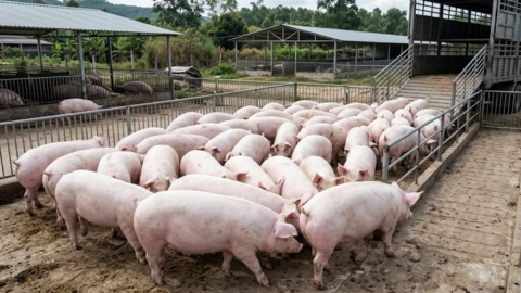 <a href="/tin-kinh-te" title="Tin kinh tế" rel="dofollow">Tin kinh tế</a>