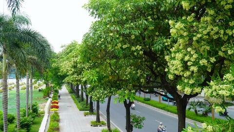 Hoa sữa nở trắng phố Hà Nội, có người sợ, du khách lại khen