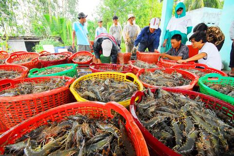 Xuất khẩu thủy sản tăng trưởng ấn tượng: Tôm tiếp tục là điểm sáng lớn nhất
