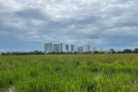 Nông dân ven đô Nghệ An bỏ ruộng, vụ hè thu không người cày