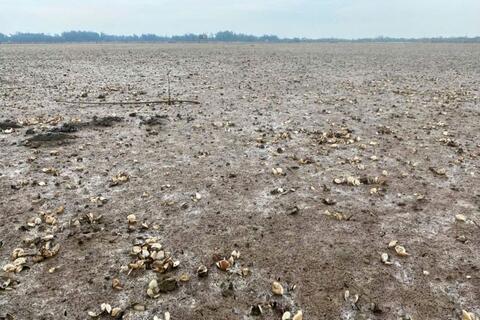 80 ha ngao ở Thanh Hóa chết trắng, người nuôi mất hơn 55 tỉ đồng