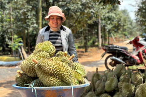 Cảnh lạ thường ở thủ phủ sầu riêng Đắk Lắk
