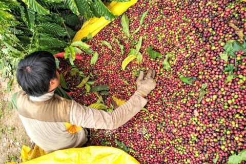 Giá nông sản hôm nay 15/10/2025: Giá cà phê bật tăng, hồ tiêu lao dốc