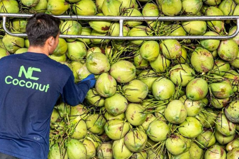 Dừa Việt Nam soán ngôi dừa Thái Lan ở thị trường Trung Quốc