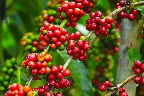 Giá nông sản hôm nay 27/10/2025: Thị trường nông sản lặng sóng