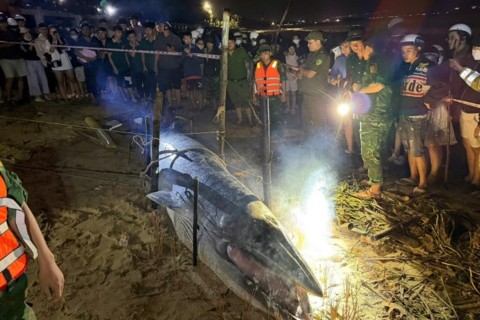 Giữa tâm lũ miền Trung, cá voi lụy trôi dạt vào bờ Đà Nẵng