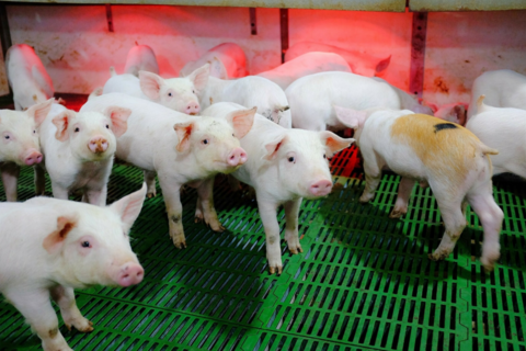 Giá heo hơi hôm nay 30/10: Miền Bắc giữ vững phong độ, miền Trung rớt giá