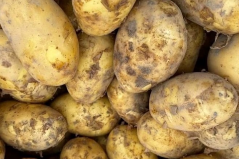 Bất ngờ với tác dụng giúp tim khỏe, da đẹp của khoai tây