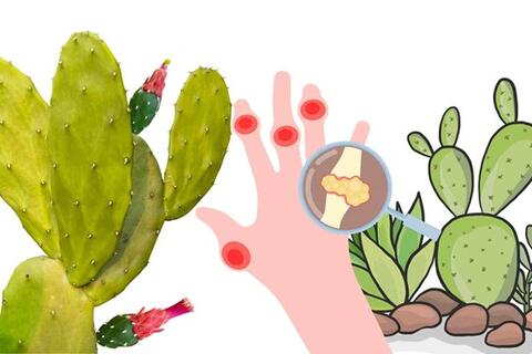 Tác dụng của xương rồng trong hỗ trợ giảm axit uric