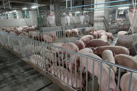 Giá heo hơi hôm nay 4/11: 3 miền tiếp chuỗi ổn đỉnh, Hà Nội vững đỉnh