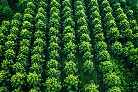 Giá nông sản hôm nay 4/11: Sắc xanh trải dài từ sàn đến vườn