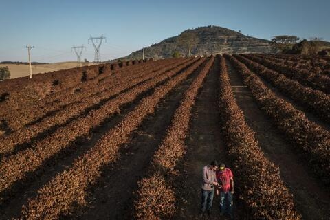Giá nông sản hôm nay 5/11: Cà phê lập chuỗi 'vàng', tiêu 'quay xe'