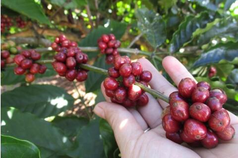 Giá cà phê hôm nay 7/11: Sắc xanh trải dài từ sàn đến vườn