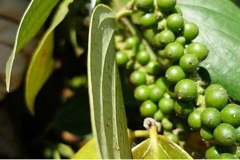 Giá tiêu hôm nay 7/11: Tiêu trong nước giữ vững mốc an toàn