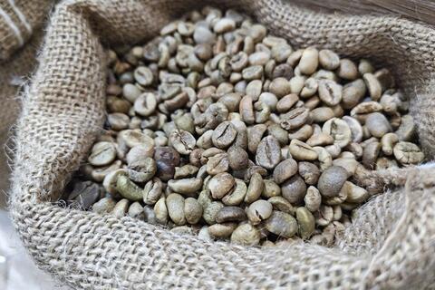 Giá cà phê hôm nay 19/11/2025: Sắc xanh trở lại, phục hồi trong và ngoài nước