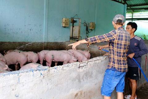 Giá heo hơi quanh quẩn mức thấp, hộ chăn nuôi Cần Thơ lo ngại cho vụ Tết