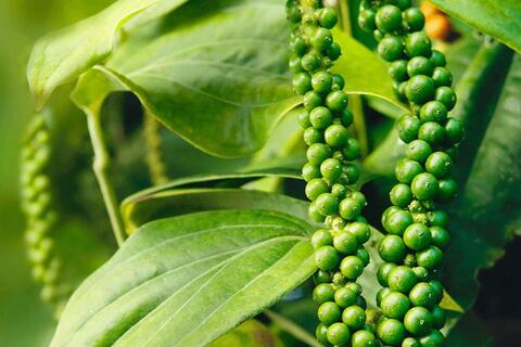 Giá tiêu hôm nay 1/12/2025: Tiếp tục giữ vững ở mức cao