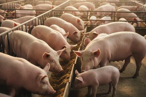 Giá heo hơi hôm nay 3/12: Miền Bắc sát đỉnh 60.000 đồng/kg, miền Trung tăng tới 4.000 đồng